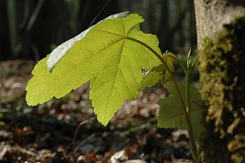 bosbeheer